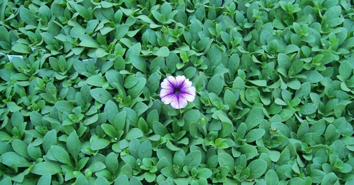 Code Block Pro プラグインでプログラムの Syntax Highlights を可能にする