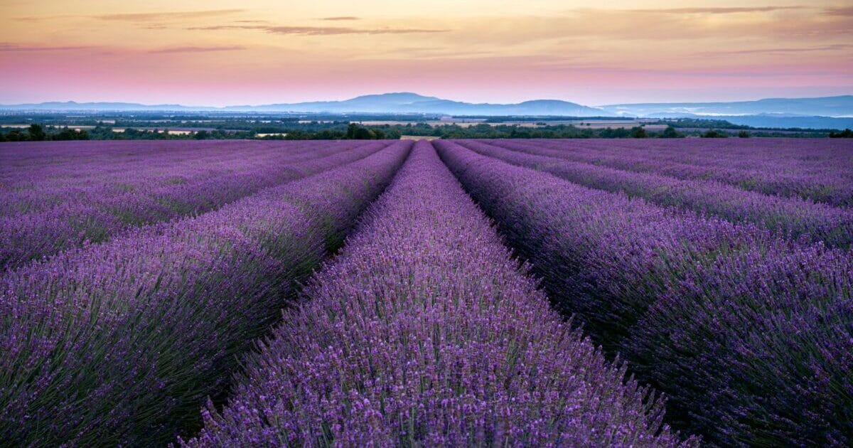 Rinker のボタンを押した時に別タブで開く設定