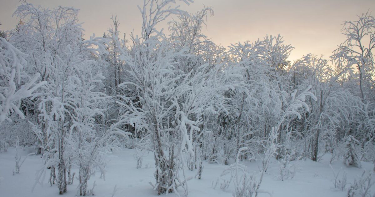 ABLENET で LiteSpeed Cache プラグインのクローラーが使えました