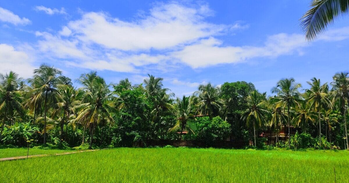 LiteSpeed Cache プラグインの割当量が復活した