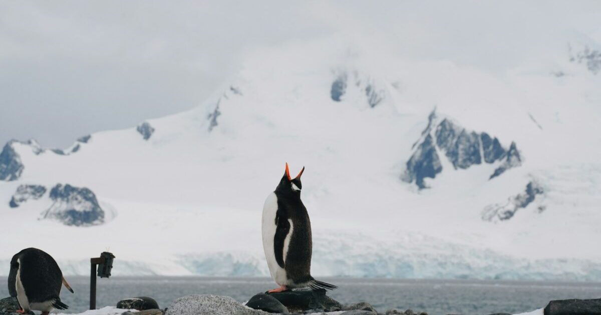 WPCode Lite プラグインで CSS、PHP、JavaScript を管理する