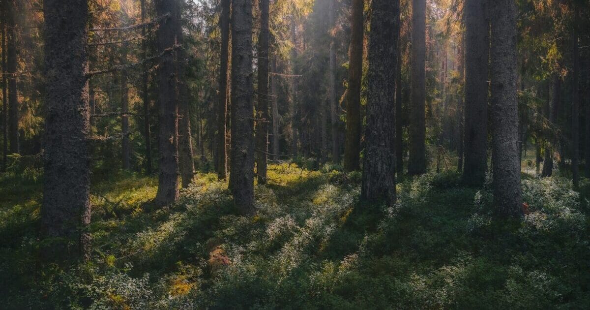 iPhone のブラウザを Safari に変更