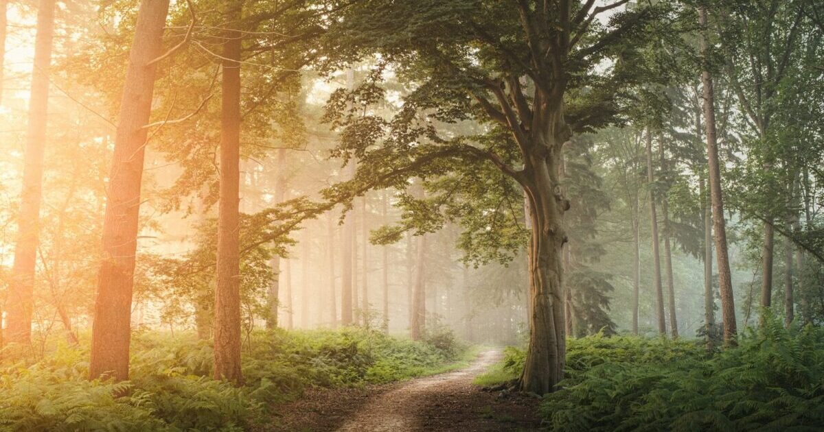 A dirt road in the middle of a forest